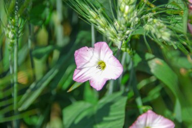 Yolun yakınındaki bir tarlada beyaz çan çiçekleri
