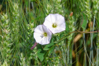 Yolun yakınındaki bir tarlada beyaz çan çiçekleri