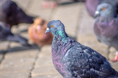 Güzel vahşi güvercin Eylül 'de güneşleniyor.