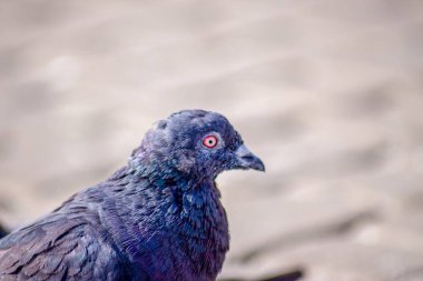 Güzel vahşi güvercin Eylül 'de güneşleniyor.