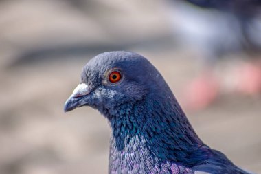 Güzel vahşi güvercin Eylül 'de güneşleniyor.