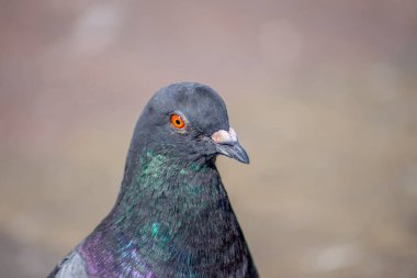 Güzel vahşi güvercin Eylül 'de güneşleniyor.