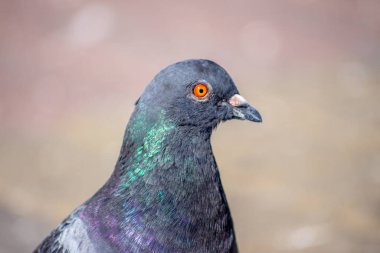 Güzel vahşi güvercin Eylül 'de güneşleniyor.