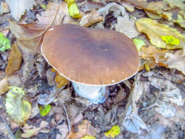 Sonbaharda ormanda Boletus Edulis
