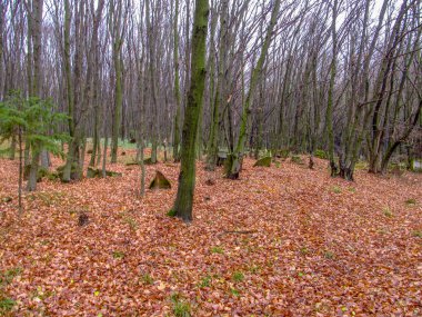 Sonbaharda ormandaki Katolik Hristiyan mezarlığı. Ukrayna, Strusiv köyü.