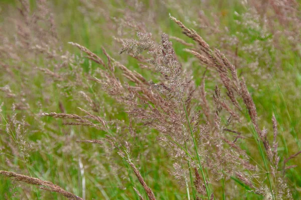 Erba Gialla Nel Campo Nel Mese Settembre — Foto Stock