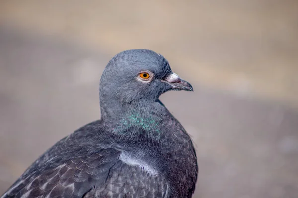 Bonito Pombo Selvagem Banha Sol Setembro — Fotografia de Stock