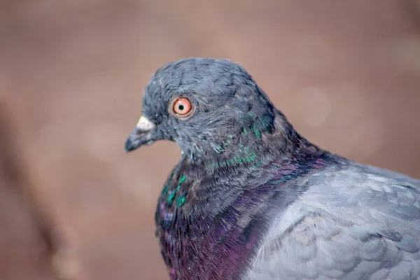 Bonito Pombo Selvagem Banha Sol Setembro — Fotografia de Stock