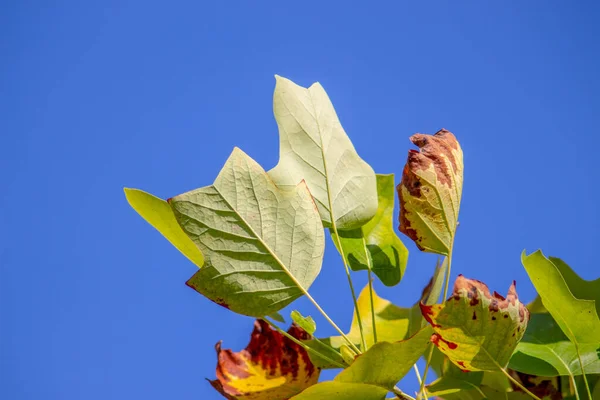Zielono Żółte Liście Tulipana Drzewa Tle Nieba — Zdjęcie stockowe