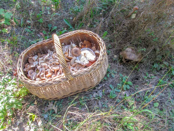 Korg Full Läckra Ätbara Vilda Svampar — Stockfoto