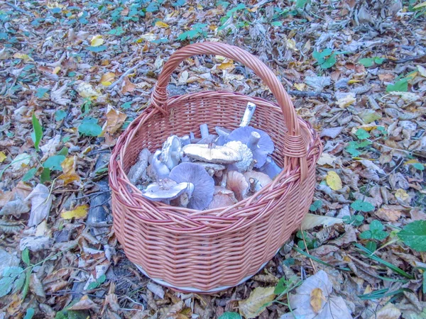 Basket Full Delicious Edible Wild Mushrooms — Stock Photo, Image