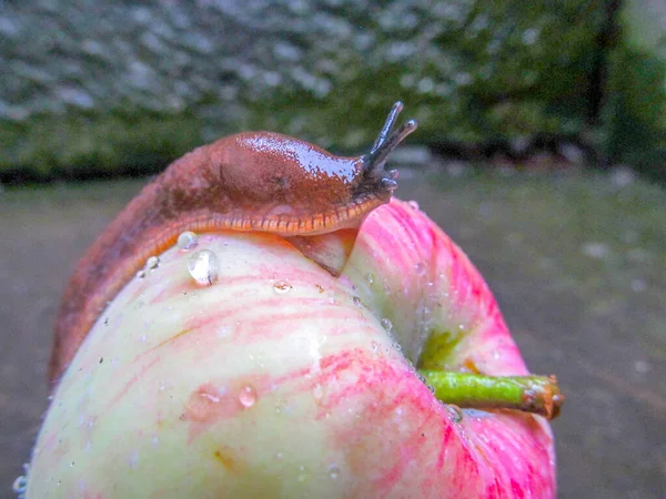 Caracol Amarelo Bonito Uma Maçã Após Chuva — Fotografia de Stock