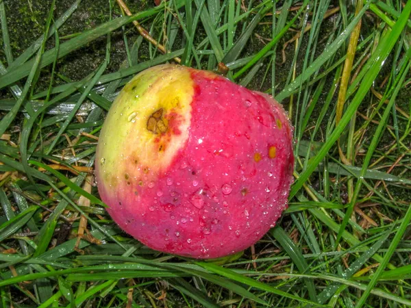 Rot Grüne Äpfel Mit Tau Nach Regen — Stockfoto