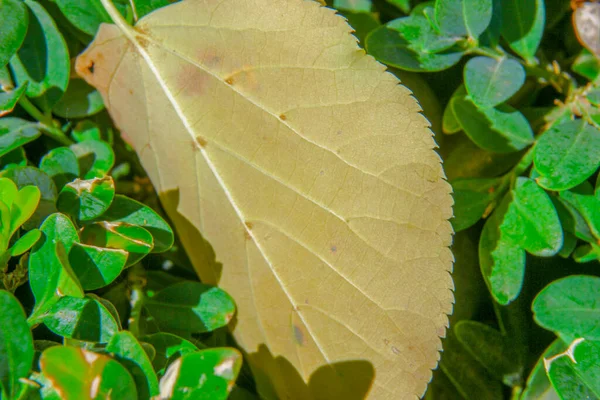 Close Shot Yellow Leaves Park — Stock Photo, Image