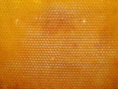 Arkaplan için bal peteğinden sarı bir arı çerçevesi dokusu