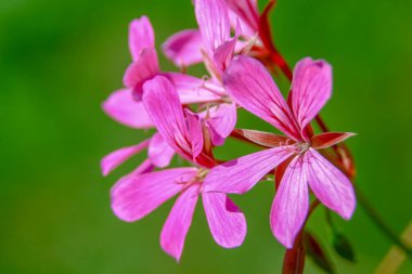 Tarlada taç yaprakları olan kırmızı çiçek