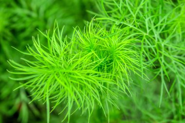 Yağmurdan sonra bahçede yeşil çimenler