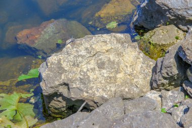 Ağustosta göletin kıyısındaki suya yakın büyük taşlar.