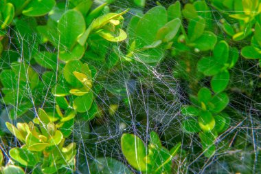 Yeşil bir boxwood çalısı üzerinde örümcek ağı