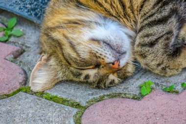 Beautiful striped pussy sleeps on the pavement in hot weather