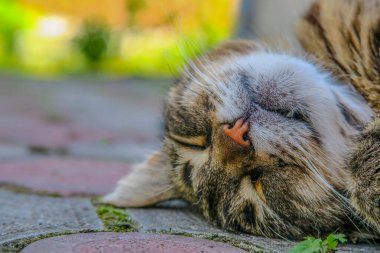 Beautiful striped pussy sleeps on the pavement in hot weather