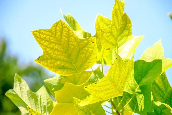 Grüne Blätter Eines Tulpenbaums August Park — Stockfoto