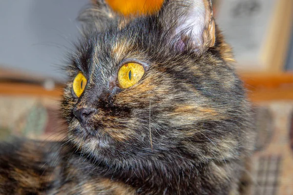 Black Cat Yellow Eyes Couch — Stock Photo, Image