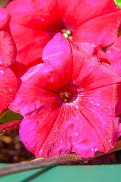 Fleur Rouge Avec Pétales Dans Champ — Photo