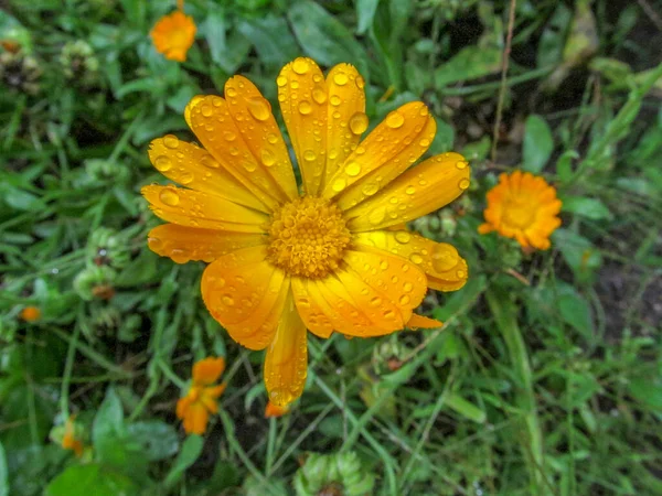 Sonbahar Sarı Çiçeği Yağmurdan Sonra Taç Yaprakları — Stok fotoğraf