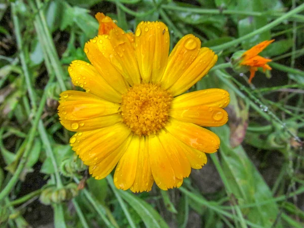 雨の後に花弁付き秋の黄色の花 — ストック写真