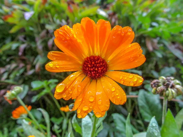 Outono Flor Amarela Com Pétalas Após Chuva — Fotografia de Stock