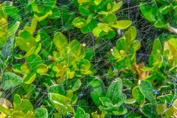 Cobweb Een Groene Buxus Struik — Stockfoto