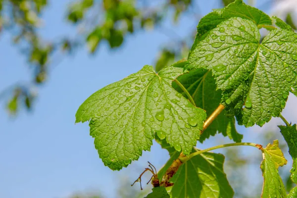Πράσινα Φύλλα Φραγκοστάφυλου Dewdrops — Φωτογραφία Αρχείου