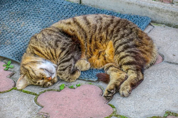 Beautiful Striped Pussy Sleeps Pavement Hot Weather — Foto Stock