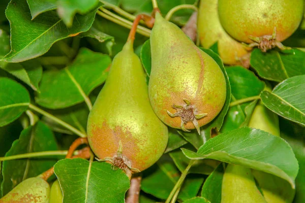 Las Peras Verdes Sobre Árbol Las Hojas — Foto de Stock