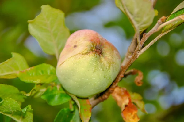 Zielone Jabłka Drzewie Liście — Zdjęcie stockowe