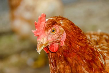 Çiftlikte kırmızı tüylü tavuk
