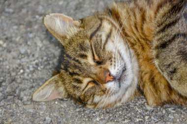Kedi asfaltta uyuyor.