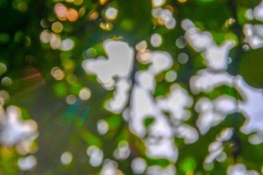 Yeşil yapraklardan oluşan arkaplandaki güneş ışınlarının odak noktasını kaybediyor.