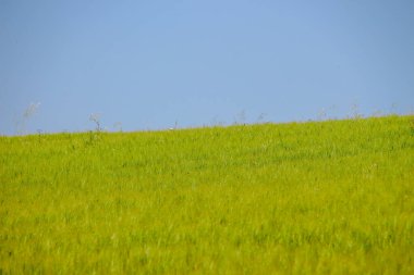 Güzel tarla ve gökyüzü manzarası