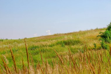 Ağustos 'ta güzel Paige ve sarı tarlalar