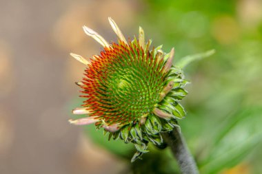 Ağustosta bahçede yeşil-kırmızı çiçek