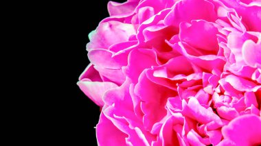 Bahçedeki güzel şakayık çiçekleri