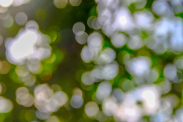 Yeşil Yapraklardan Oluşan Arkaplandaki Güneş Işınlarının Odak Noktasını Kaybediyor — Stok fotoğraf