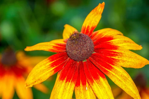 Keltamusta Kukka Puutarhassa Elokuussa — kuvapankkivalokuva