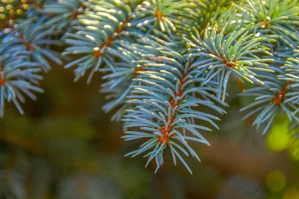 Vánoční Stromek Zahradě Srpnu — Stock fotografie