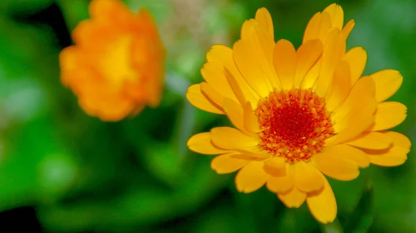 Gul Svart Blomma Trädgården Augusti — Stockfoto