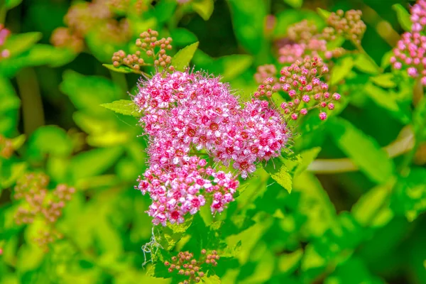 草丛中花坛上美丽的粉红花朵 — 图库照片