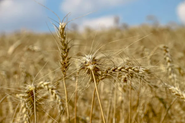 Pšeničné Pole Kde Bude Obilí Brzy Sklizeno Srpnu — Stock fotografie