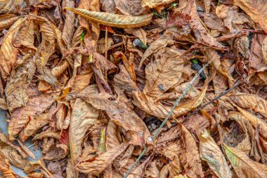 Sarı yaşlı akçaağaç yaprakları parkta